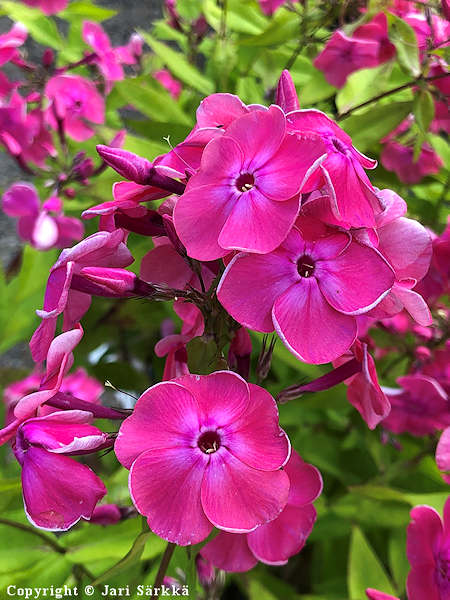 Phlox paniculata 'Elli', syysleimu